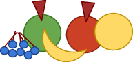 Frukter
